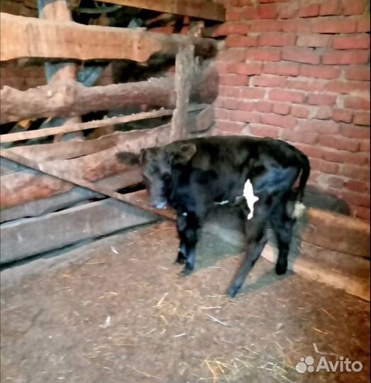 Теленок, бычок