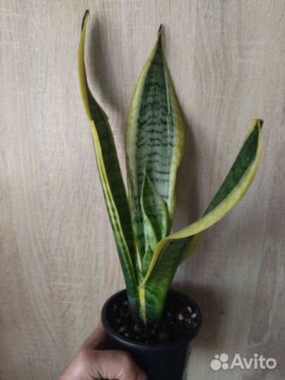 Сансевиерия муншайн, лауретти