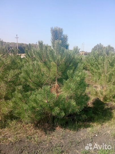 Хвойные растения