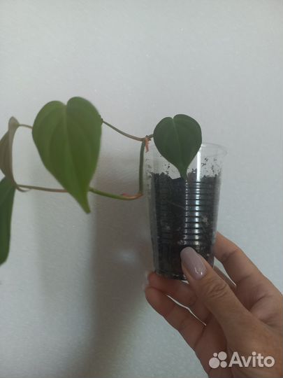 Филодендрон 