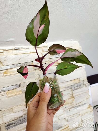 Филодендрон Розовая Принцесса