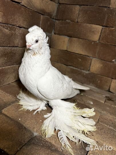 Голуби гульбадам