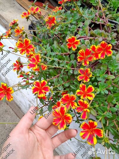 Портулак ампельный растения однолетнии