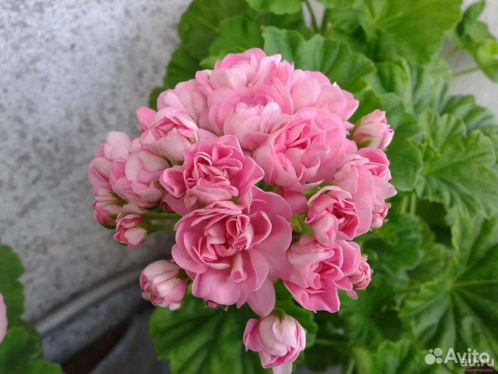 Пеларгония герань