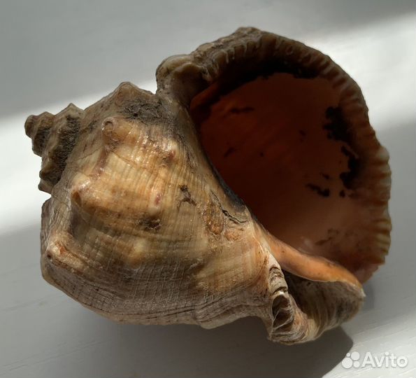 Раковина сувенир