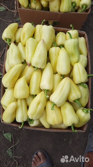 Семена перца алексей белазёрка