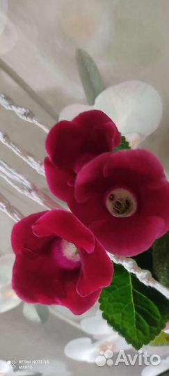 Цветы глоксиния