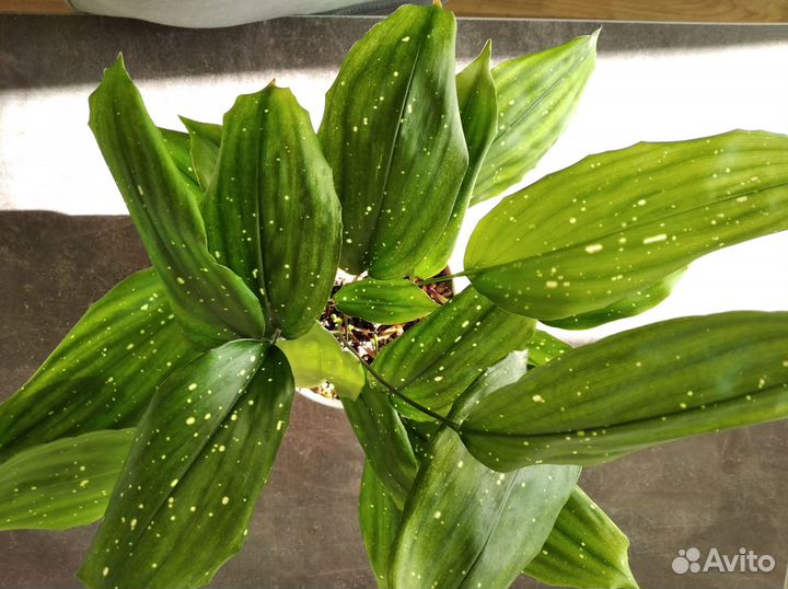 Аспидистра Милки Вэй, пеперомия Джелли