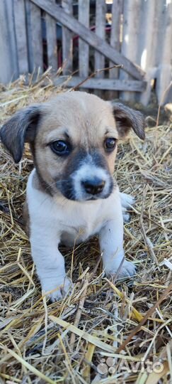Собака в добрые руки отдам бесплатно