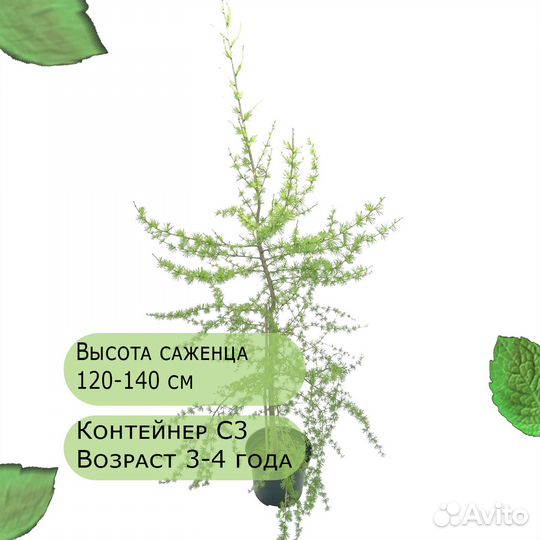 Лиственница европейская, саженец в контейнере С3