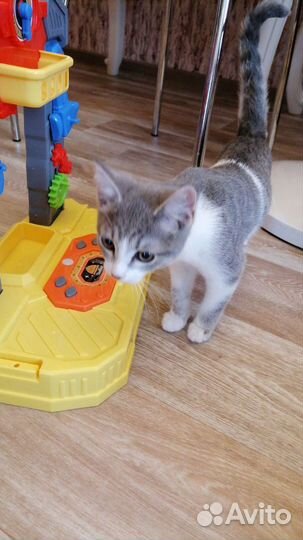 Кошки в добрые руки бесплатно