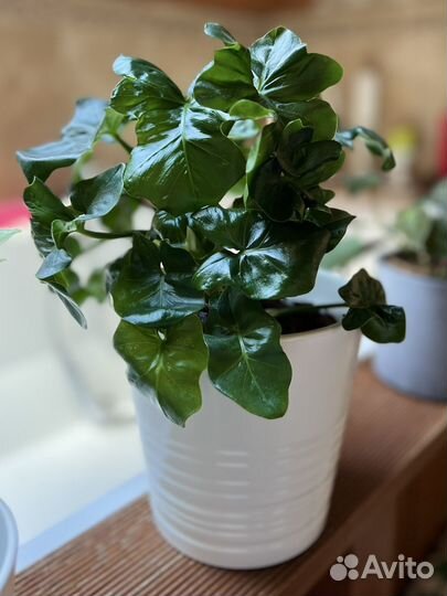 Филодендрон Атом