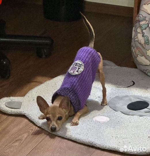 Вязка собак