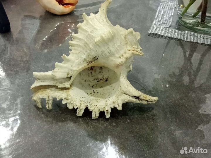Ракушка