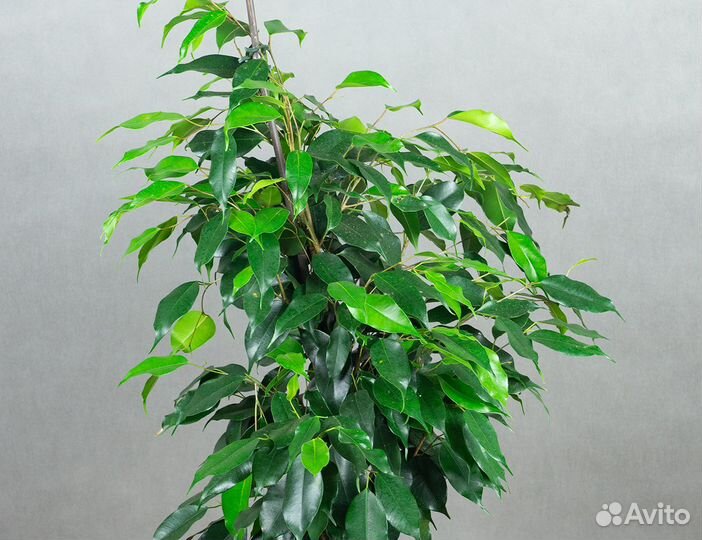 Фикусы Бенджамина, Пумилла