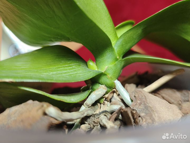 Орхидея фаленопсис Капуцин