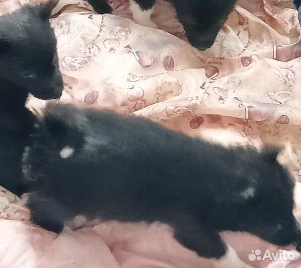 Восточно сибирская лайка