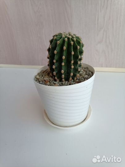 Кактус цветущий