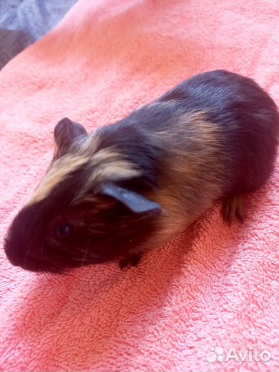 Морские свинки