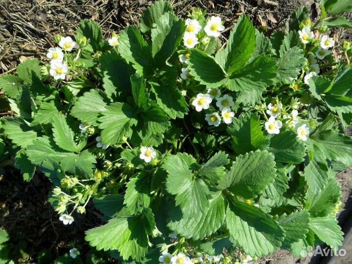 Ремонтантная земляника