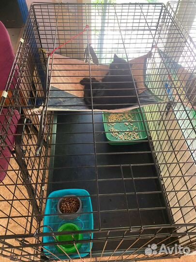 Брошенный кот в добрые руки