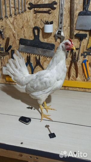 Несушки, молодки, курочки на яйцо