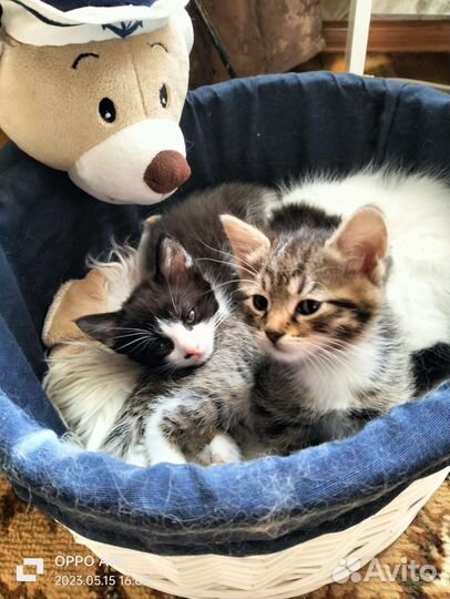 Котята в добрые руки бесплатно