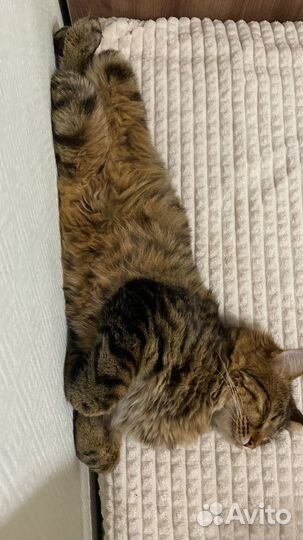 Курильский бобтейл