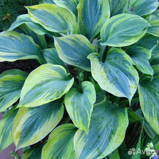 Хоста Alex Summers