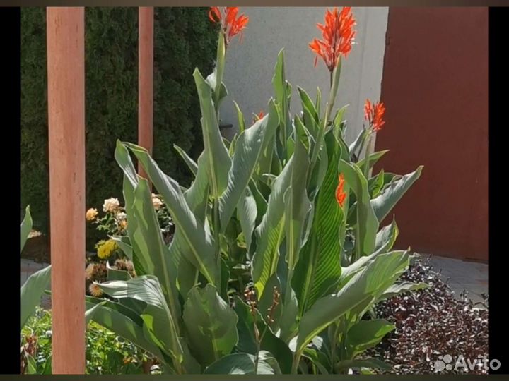 Цветы канны