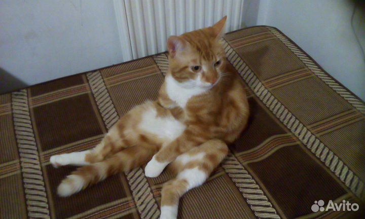 Подарю кота