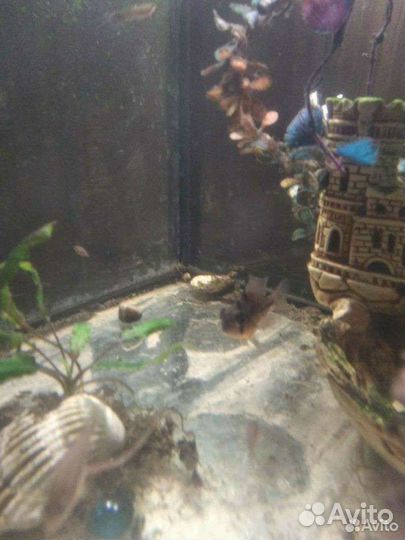 Аквариумные рыбки