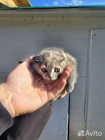 Шотландские котятав в добрые руки