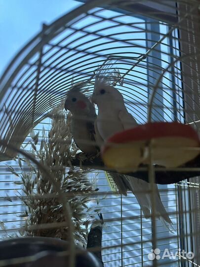 Попугаи корелла