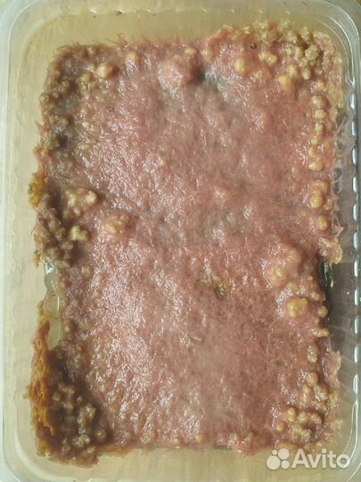 Культуры червей для кормления рыб