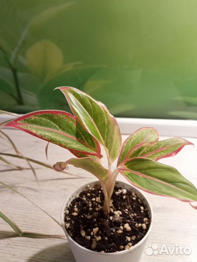 Аглаонема крит