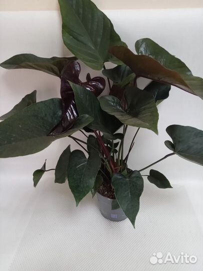 Антуриумы сортовые