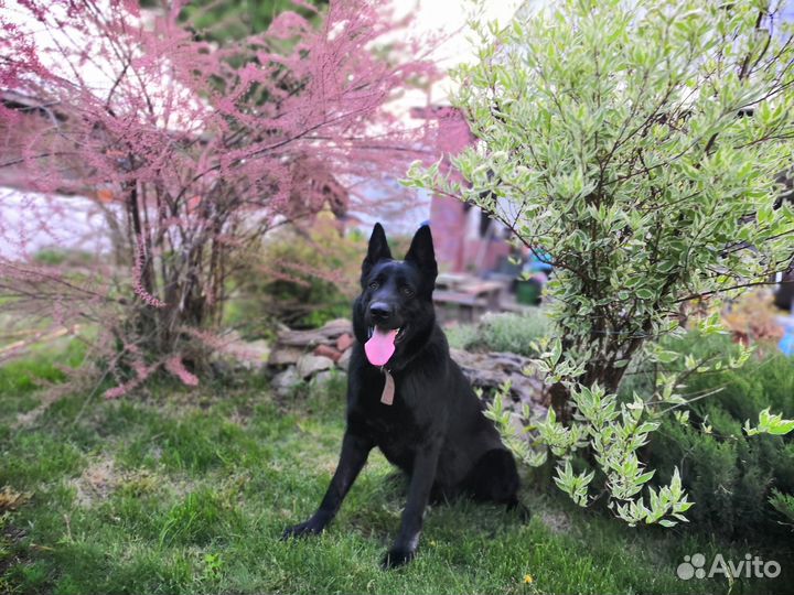 Вязка кобель В.Е.О