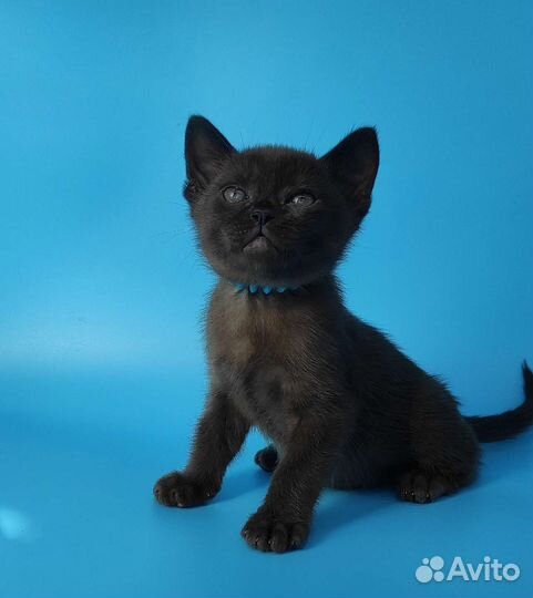 Котёнок Европейской Бурмы