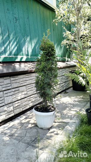 Туя пирамидальная 50см