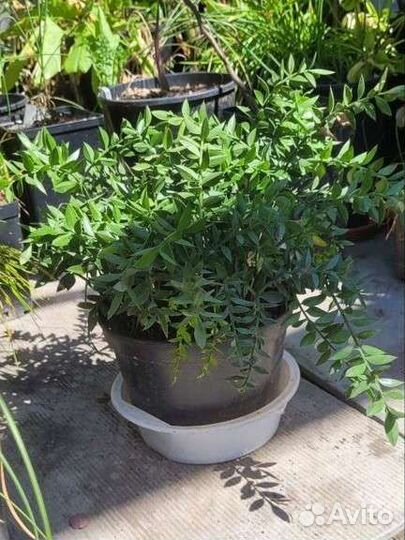 Иглица гирканская