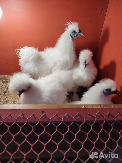 Китайские шелковые курочки