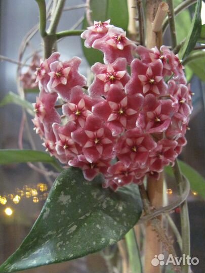 Хойи продажа