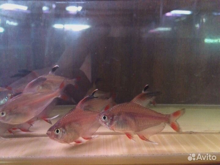 Продам аквариумных рыб собственного разведения