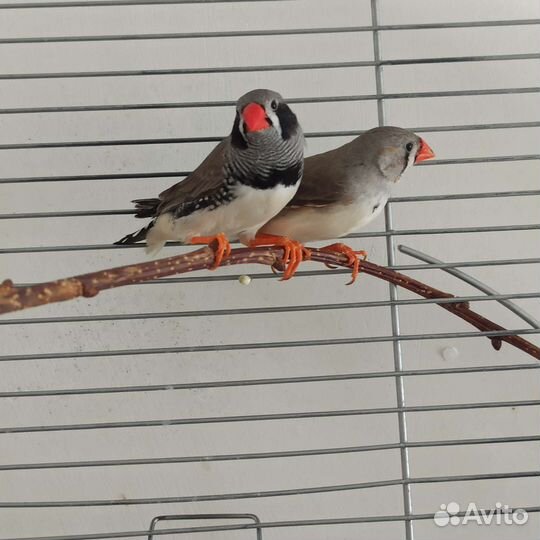 Передержка попугаев/птиц