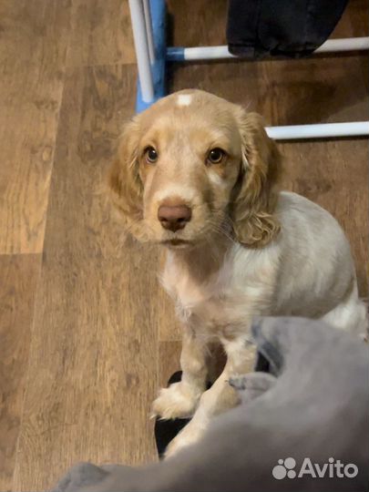 Русский спаниель