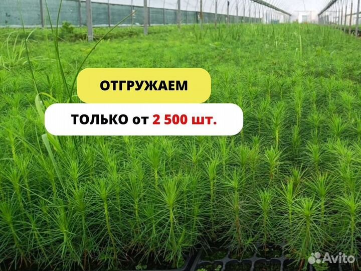 Саженцы сосны обыкновенной зкс