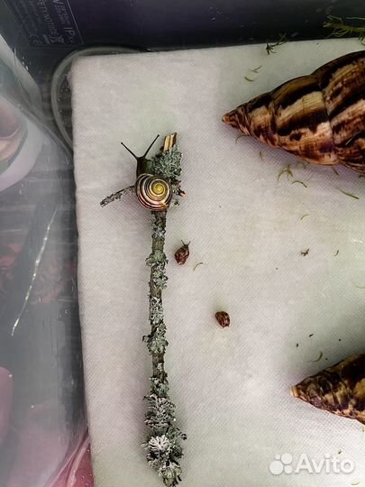 Ахатина ретикулята