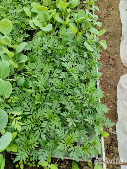 Рассада бархатцы