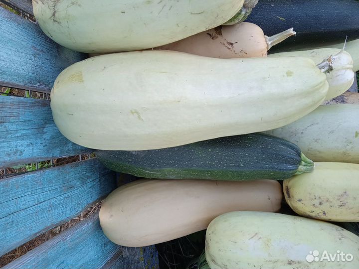 Кабачки и тыквы